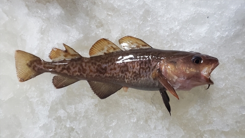 Greenland Cod