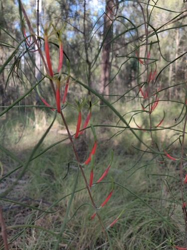 Harrow-leaved Mistletoe (Lysiana linearifolia)