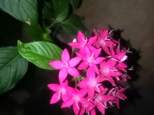 Pentas image
