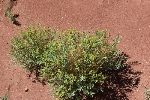 Euphorbia subcordata
