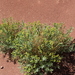 Euphorbia subcordata - Photo (c) Burenchudur Tumurt, all rights reserved, uploaded by Burenchudur Tumurt