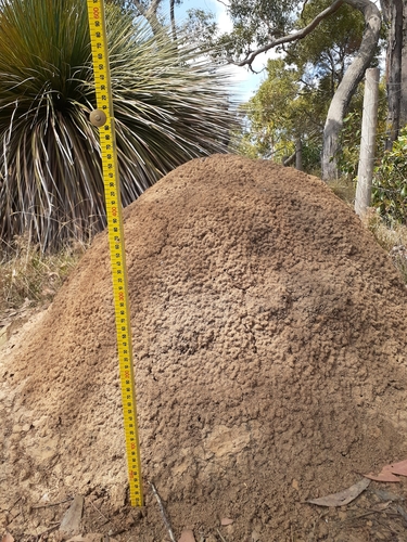 Nasutitermes exitiosus (Hill, 1925)