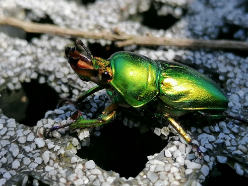 How to identify Lamprima aurata Latreille, 1817