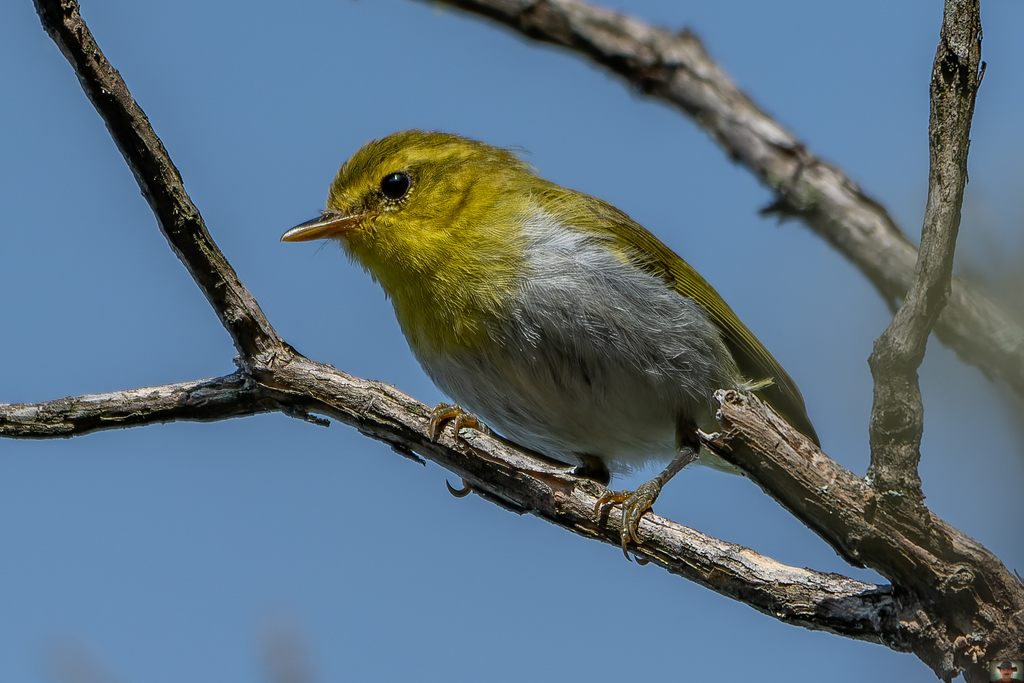 Laura's Woodland-Warbler (Phylloscopus laurae) photo