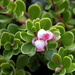 Bearberry - Photo (c) wojtest, all rights reserved, uploaded by wojtest
