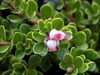 Bearberry - Photo (c) wojtest, all rights reserved, uploaded by wojtest