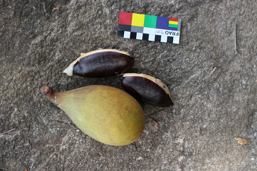 Pouteria ucuqui