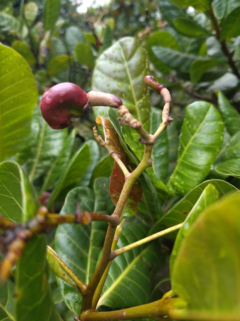 cashew from San Diego, Medellín, Medellin, Antioquia, Colombia on March