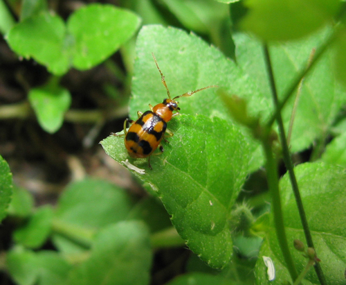 Genus Cerotoma · iNaturalist
