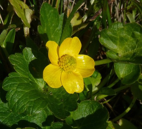 Ranunculus orthorhynchus var. bloomeri