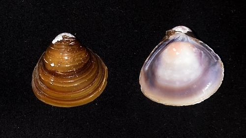 taxonomy_inaturalist image for Corbicula sandai