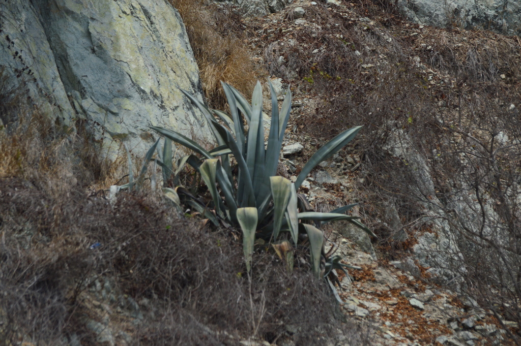 Agave franzosini  iNaturalist