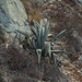 Agave franzosinii - Photo (c) Diego Barrales, all rights reserved, uploaded by Diego Barrales