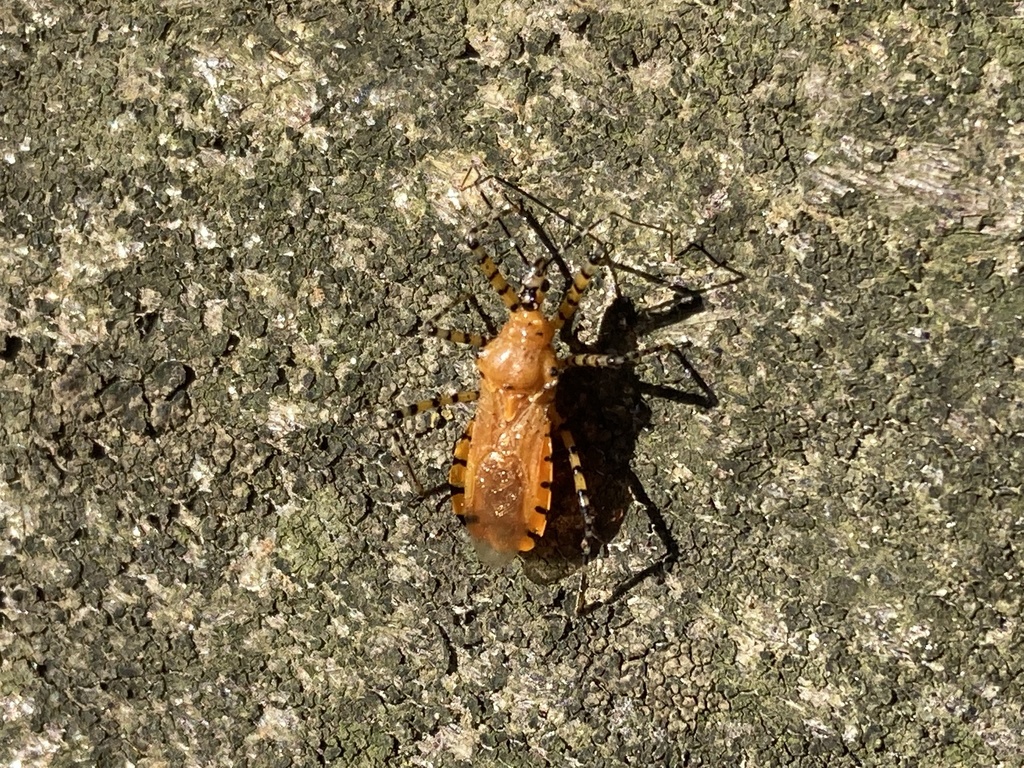 Orange Assassin Bug from E Park Ave, Greenville, SC, US on March 2