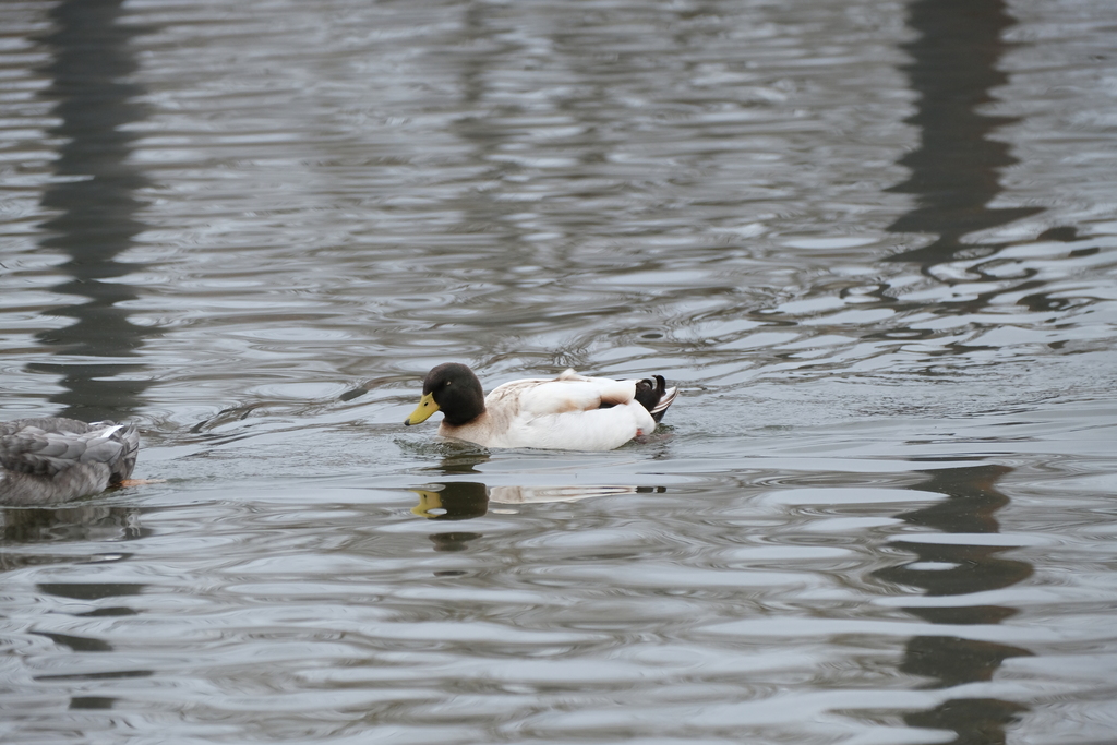 Domestic Mallard from Wenatchee, WA 98801, USA on March 2, 2022 at 11: ...