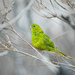 Ground Parrot - Photo (c) Lachlan Hall, all rights reserved, uploaded by Lachlan Hall