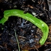 Caenoplana viridis - Photo (c) margj, all rights reserved