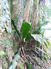 Philodendron wendlandii image