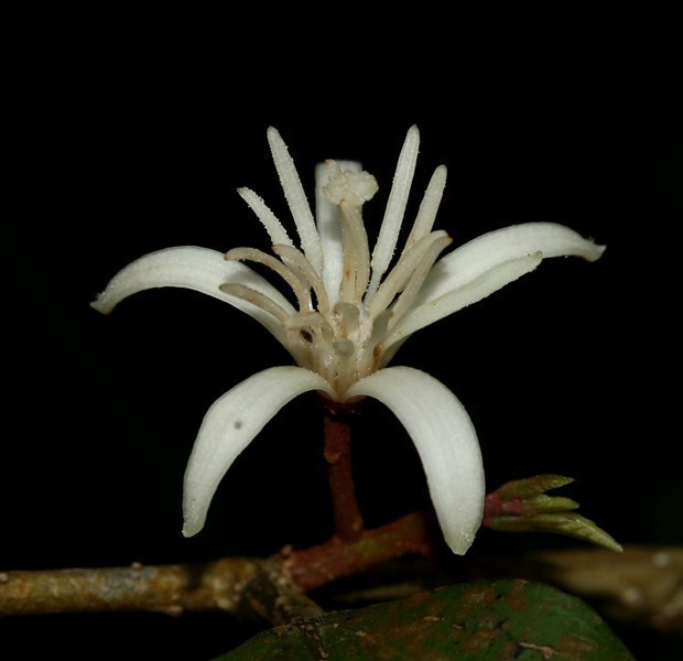 Alangium hexapetalum (Alangium hexapetalum)