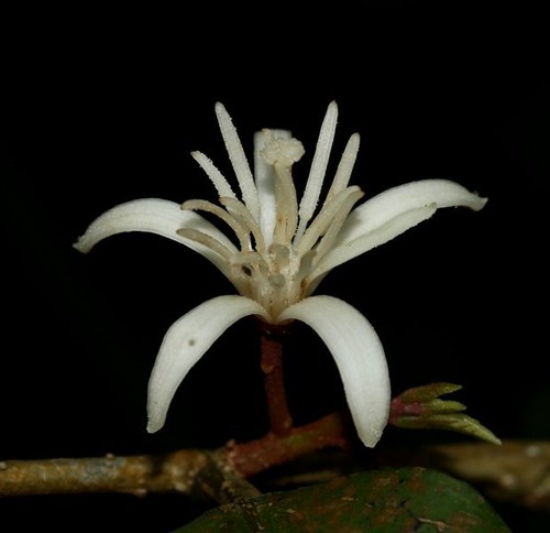 Alangium hexapetalum