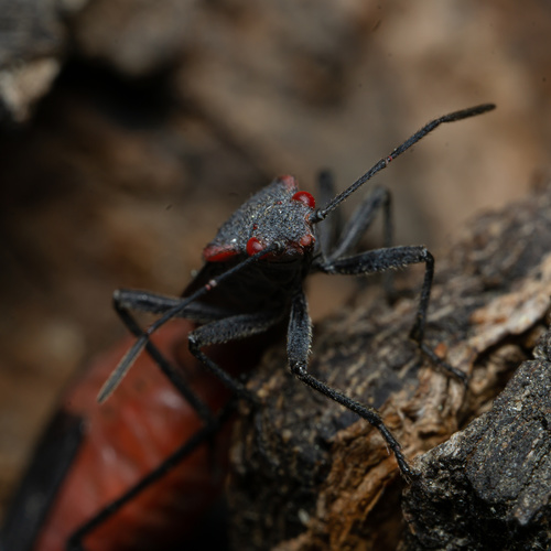 iNaturalist observation photo of Red-shouldered Bug