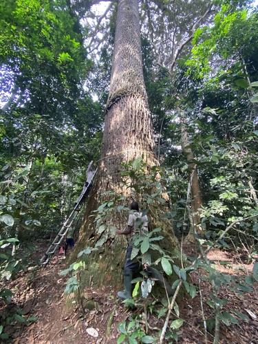 Djave (Baillonella toxisperma)
