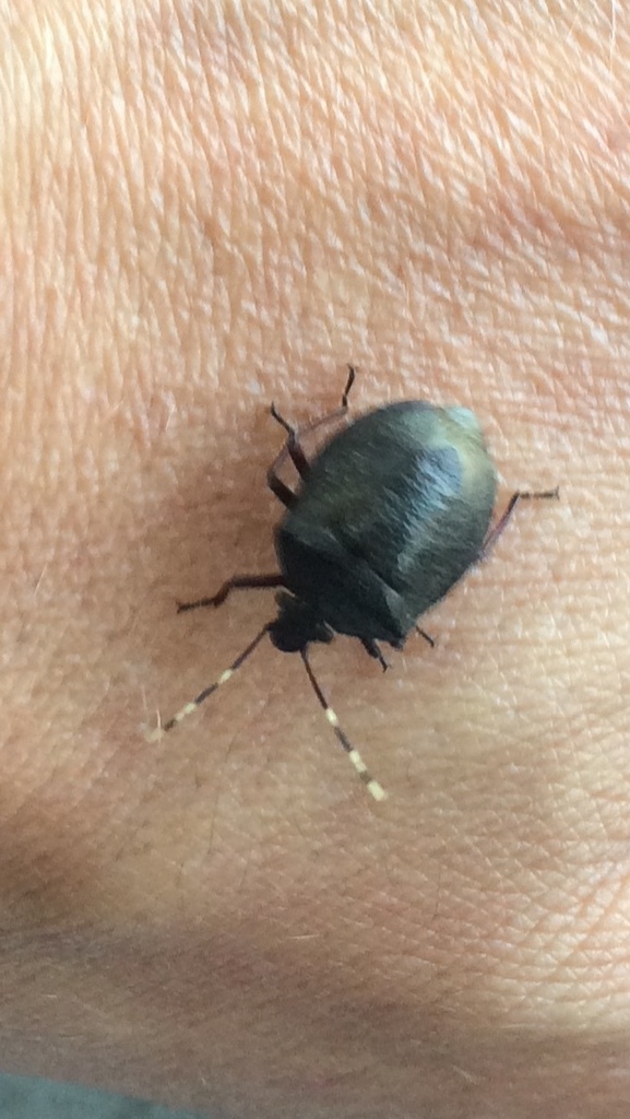 Antiteuchus mixtus from Avenida Osvaldo Valle Cordeiro, São Paulo, SP ...