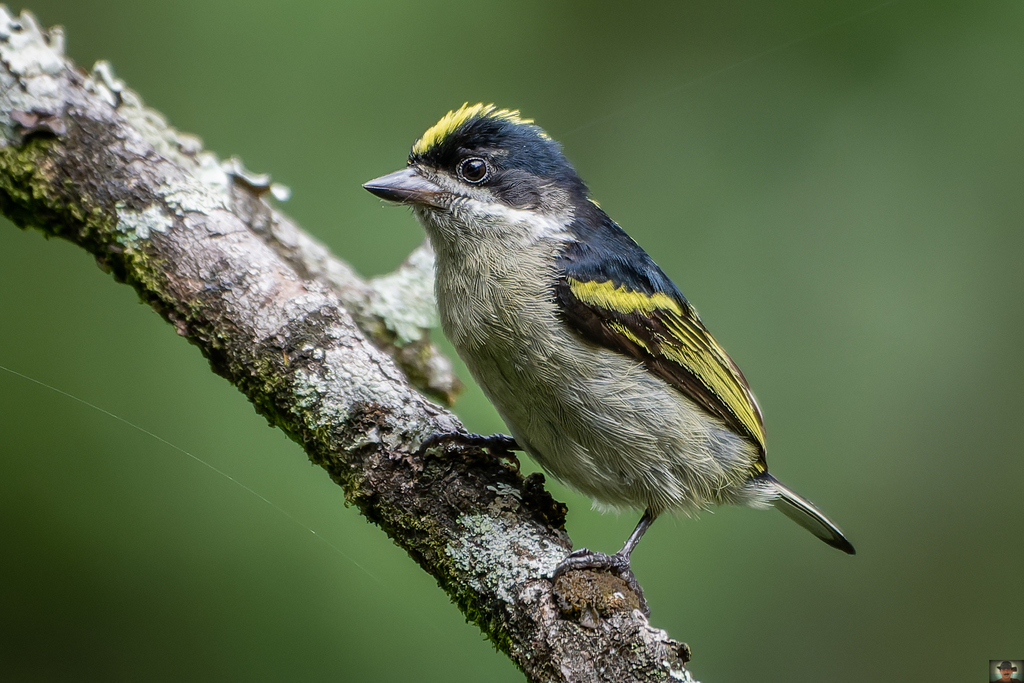 Western Tinkerbird photo