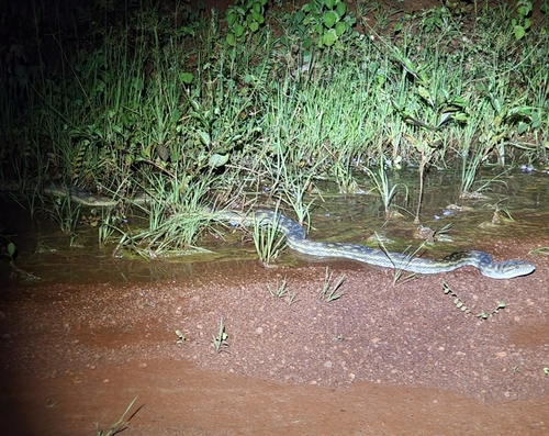 Australian Scrub Python sighting