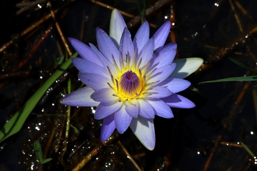 Day Waterlily