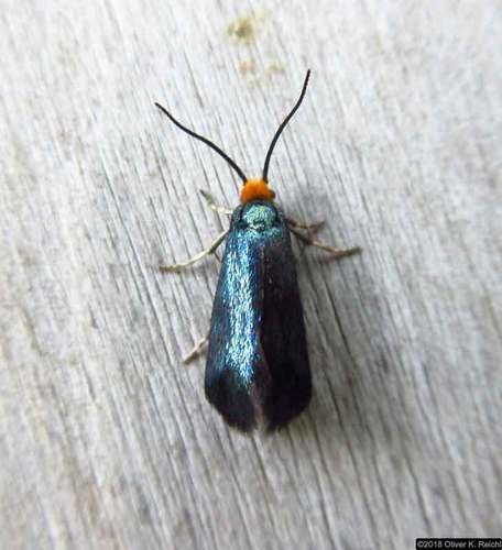 Maple Leafcutter Moth