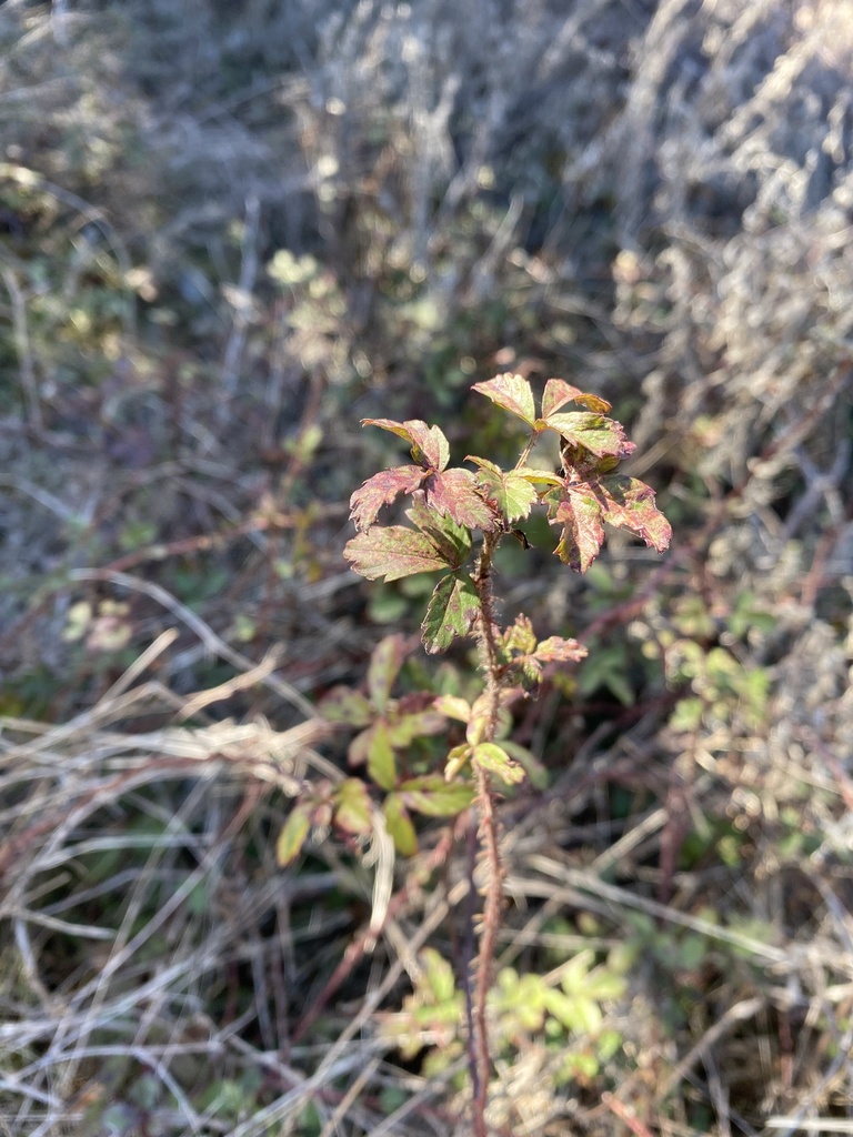 Common Dewberry from Lewisville, TX, US on January 28, 2022 at 1105 AM by snorlin · iNaturalist