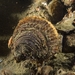 European Flat Oyster - Photo (c) Oscar Bos, all rights reserved, uploaded by Oscar Bos