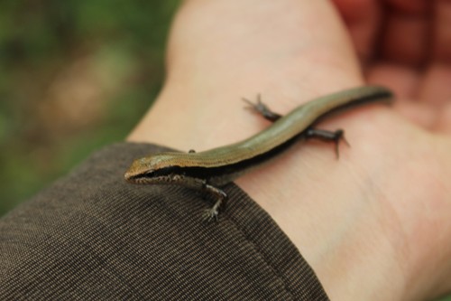 Forest Ground Skink