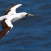 Atlantic Masked Booby - Photo (c) Bob Schallmann, all rights reserved, uploaded by Bob Schallmann