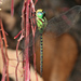 Ditzler's Darner - Photo (c) Tim Faasen, all rights reserved, uploaded by Tim Faasen