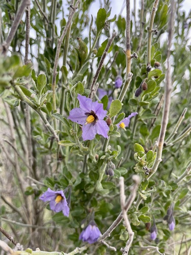 iNaturalist observation photo of bluewitch nightshade