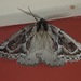Pseudaleucis cruciferaria - Photo (c) Mason Maron, כל הזכויות שמורות, הועלה על ידי Mason Maron