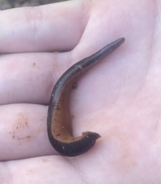 North American Medicinal Leech from Opelika, AL, US on March 03, 2022 ...