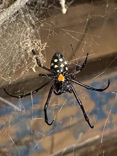 African Hermit Spider