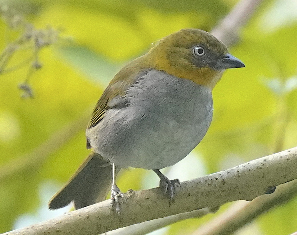 Short-billed Chlorospingus (Chlorospingus parvirostris) photo