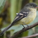 Orange-banded Flycatcher - Photo (c) Rudy Gelis, all rights reserved, uploaded by Rudy Gelis