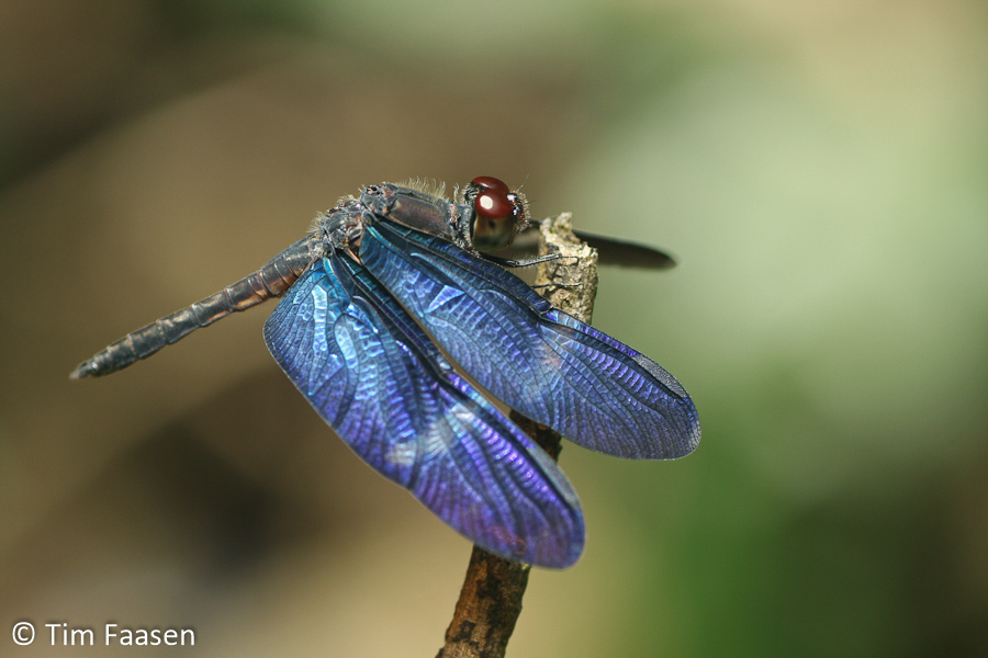 Amazon Sapphirewing (Zenithoptera fasciata) · iNaturalist