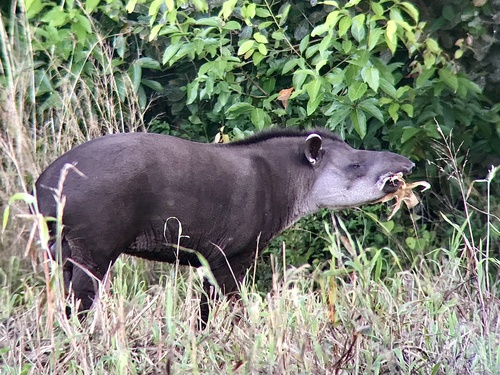 South American Tapir