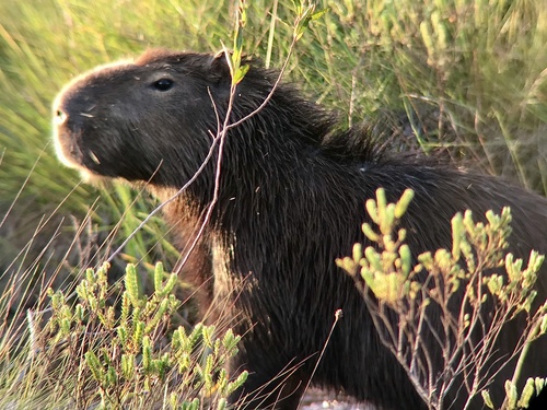 Capybara
