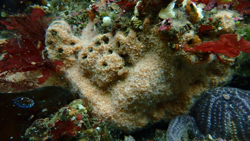 Scopalina erubescens