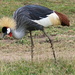 East African Crowned Crane - Photo (c) Michal Kohn, all rights reserved, uploaded by Michal Kohn