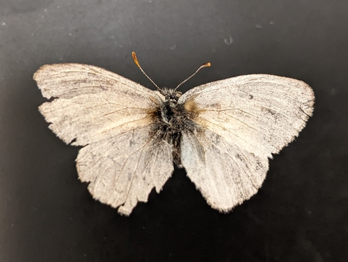 iNaturalist observation photo of Common Ringlet