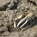 Red-jointed Fiddler Crab - Photo (c) tengumaster89, all rights reserved