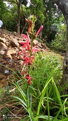 Lobelia cardinalis image